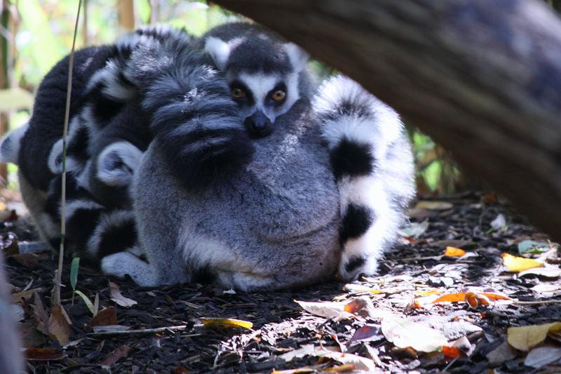 IMG_1578 - copy.jpg - Lemurs sticking together